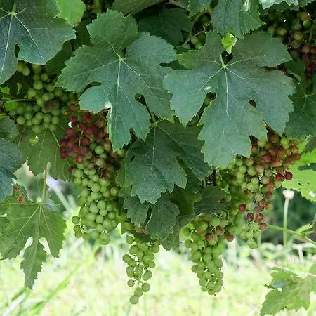 Oda ve Kahvaltı Bernac 3*