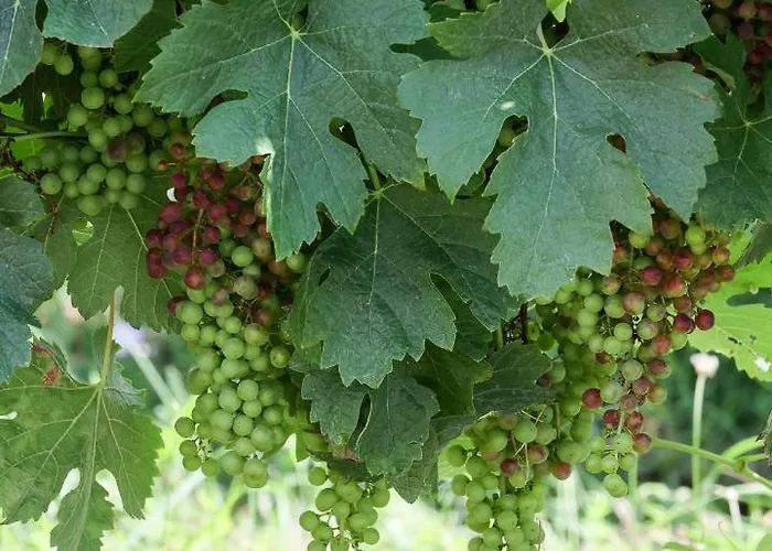 Frühstückspension Bernac 3*